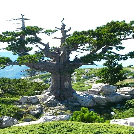 Frühstückspension Il Ghiro-country House 4*